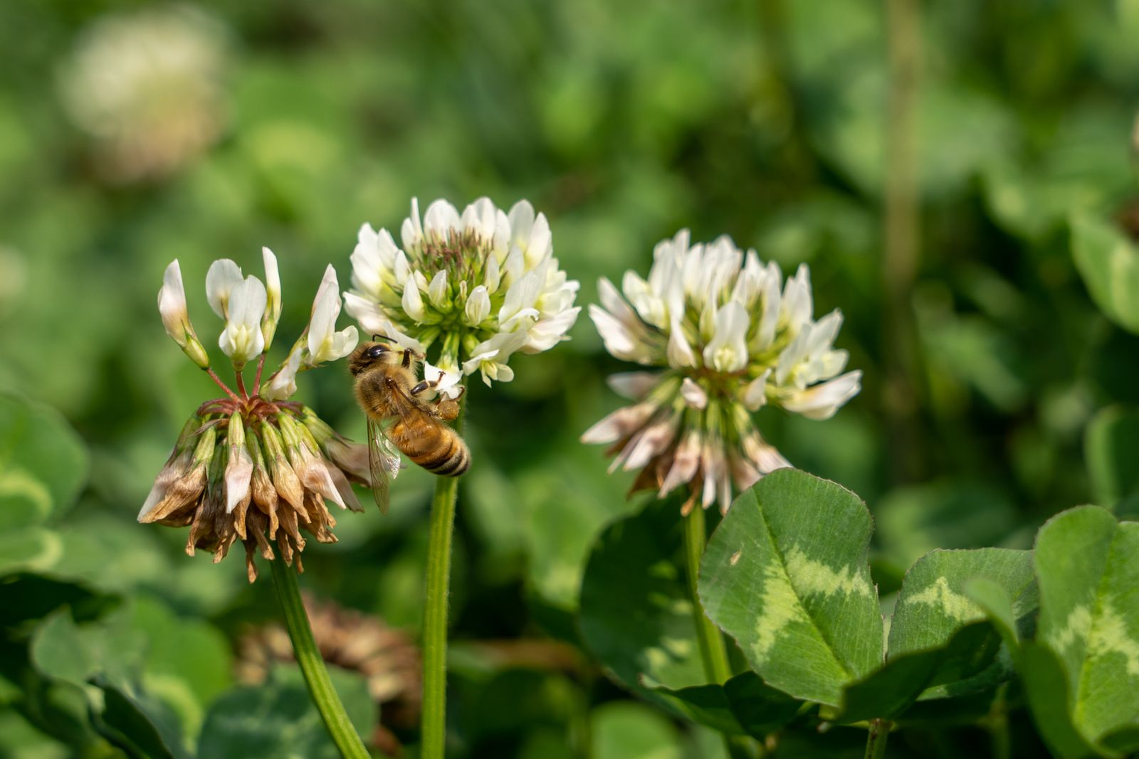 Clover