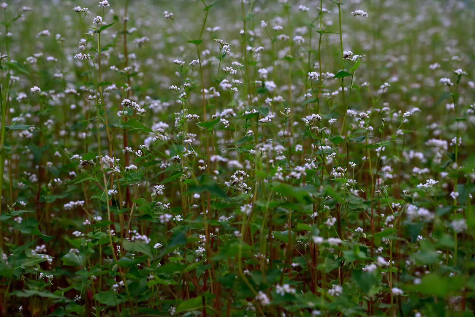Buckwheat