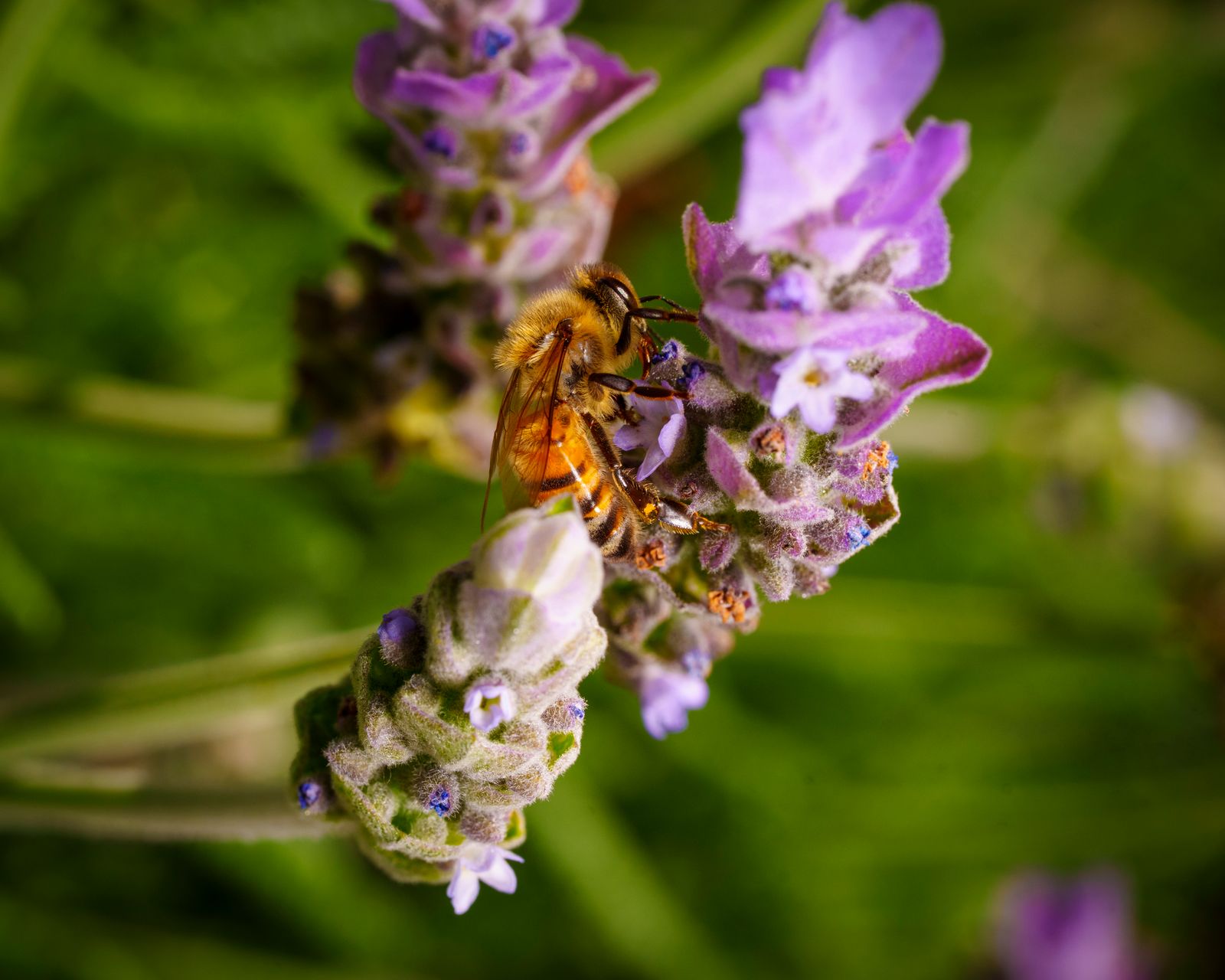 Lavender