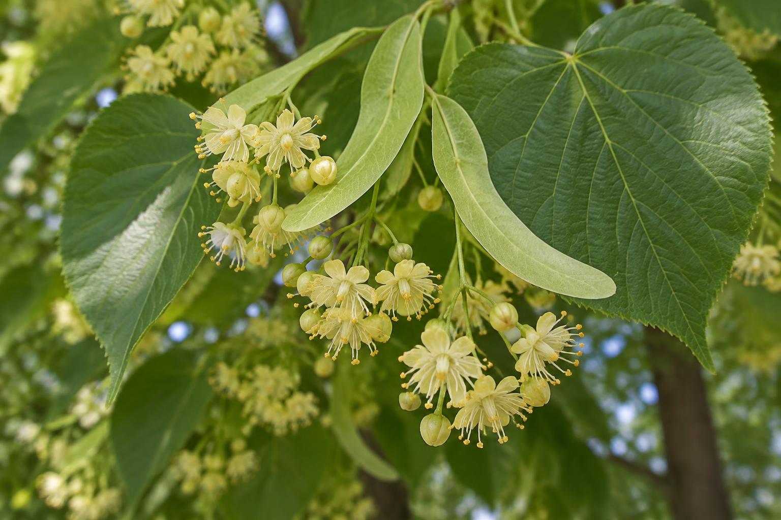Basswood