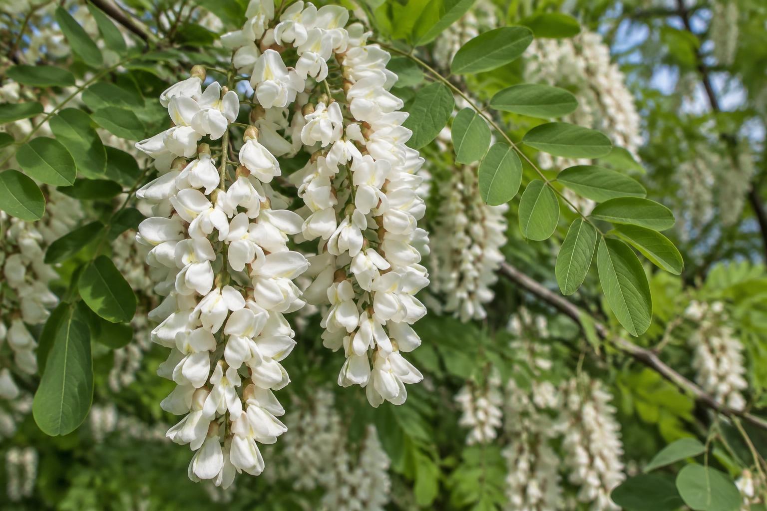 Black locust