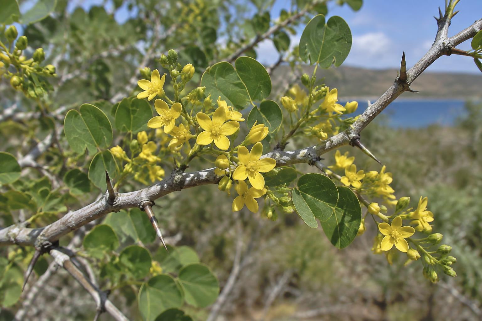 Campeche & tropical bloom