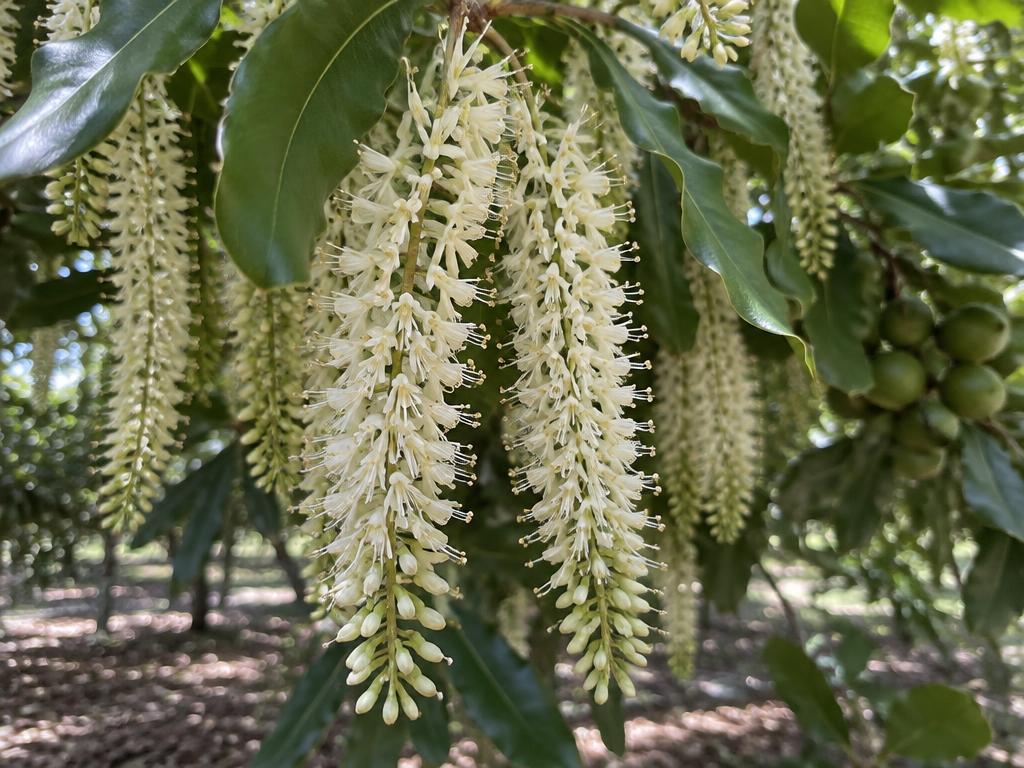 Macadamia blossom