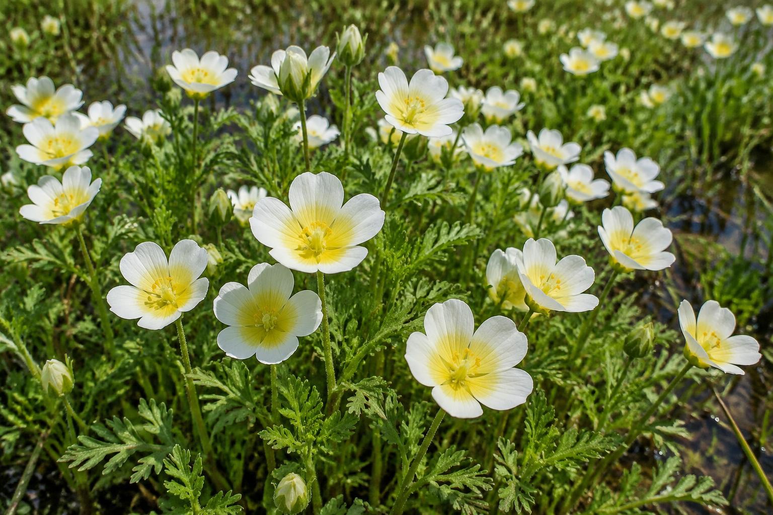 Meadowfoam