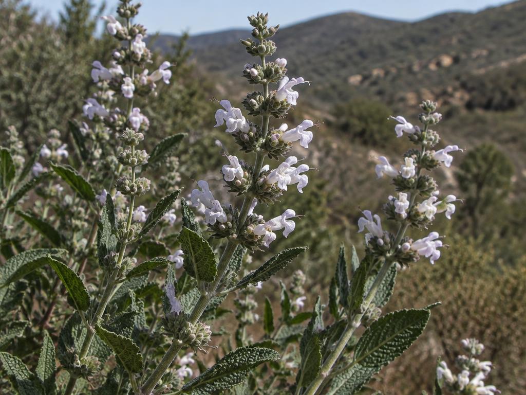 Black sage