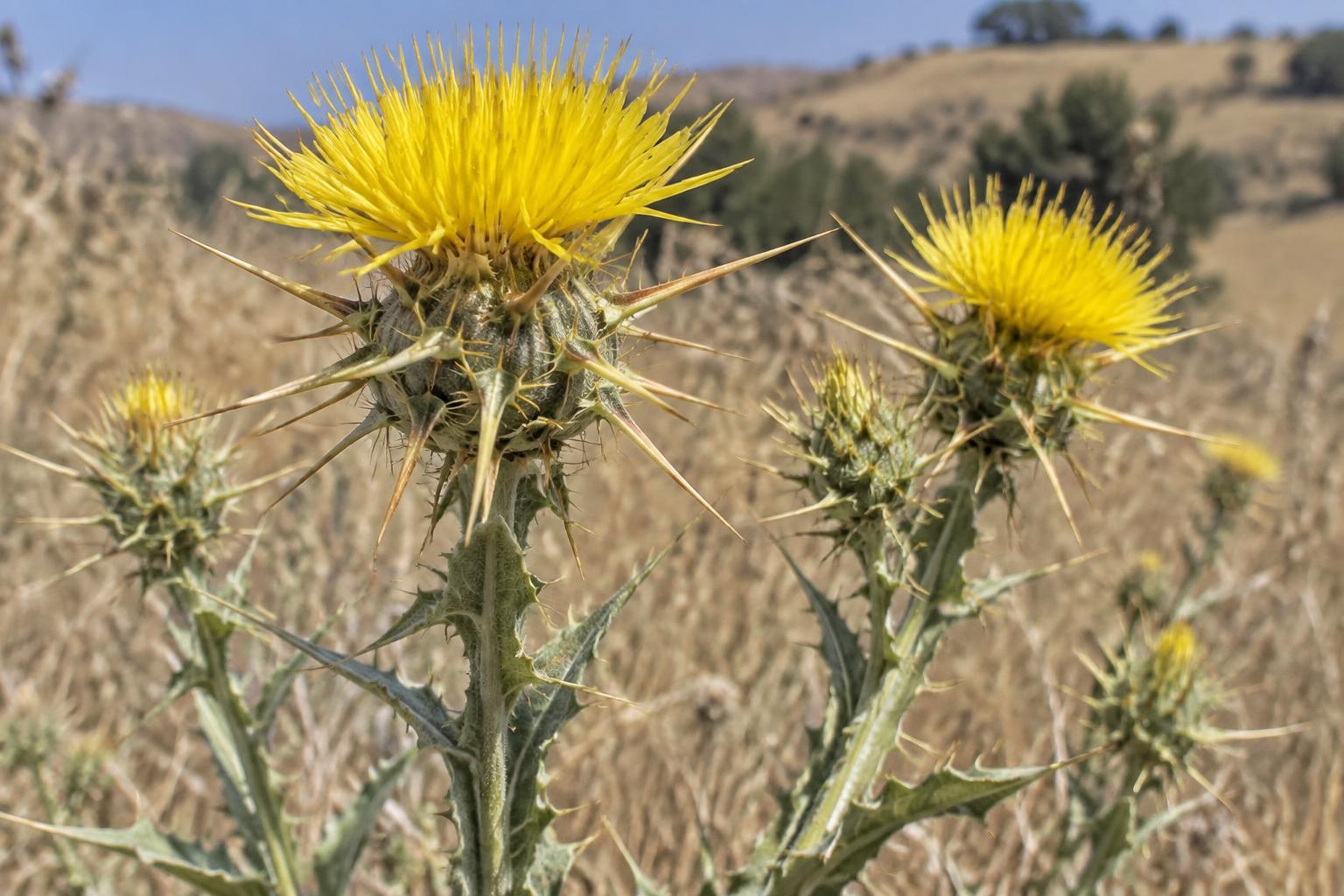 Yellow star-thistle