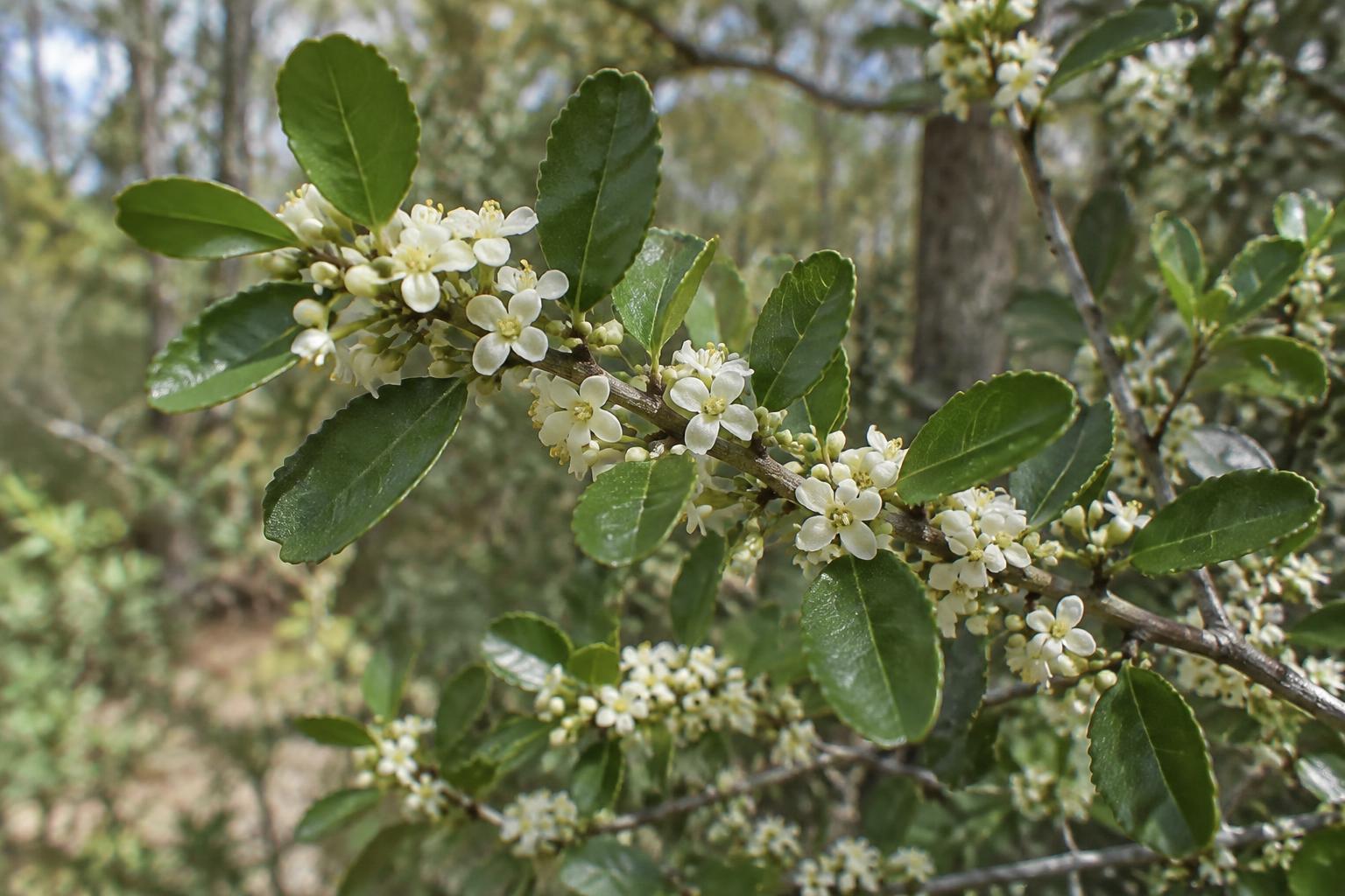 Yaupon holly