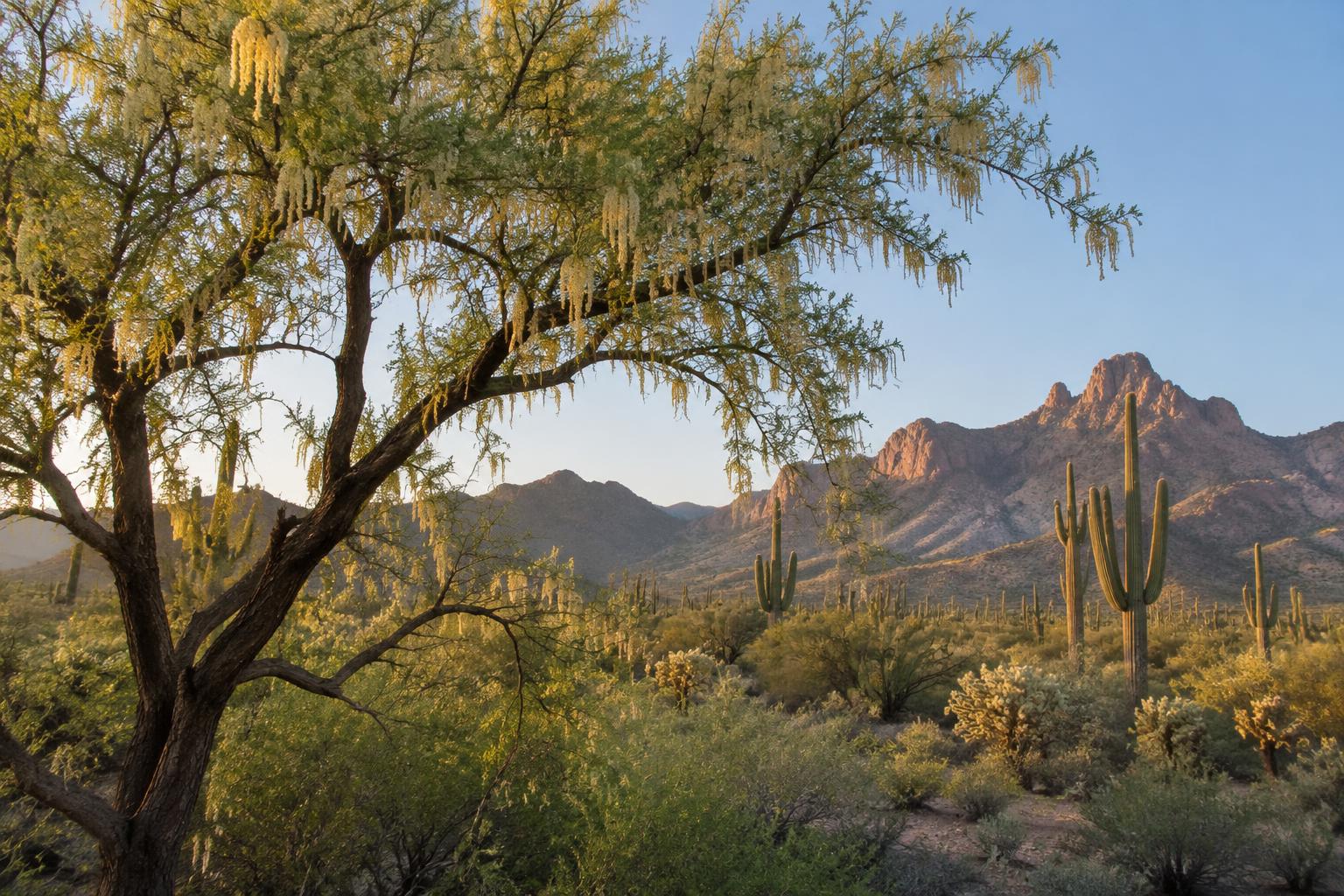 Mesquite